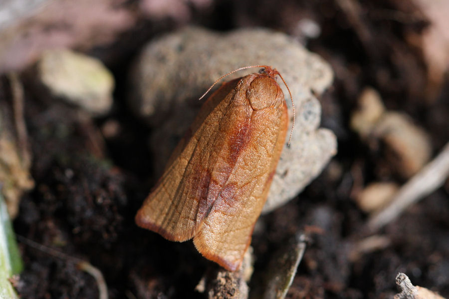 Nozze sulla menta del terrazzo: Cacoecimorpha pronubana